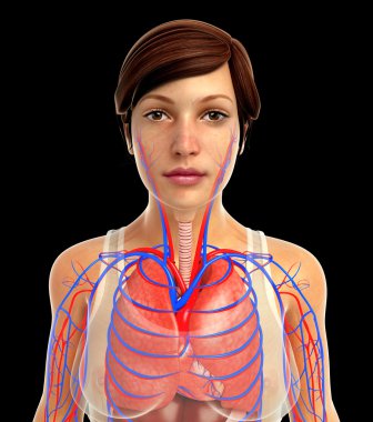 insan solunum sistemi