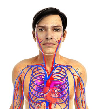 kadın kalp anatomisi
