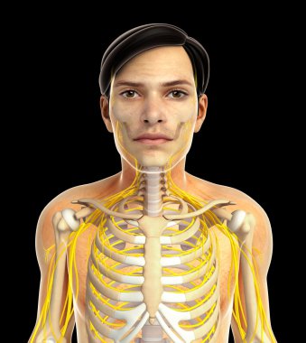 İnsan sinir sistemi sanat