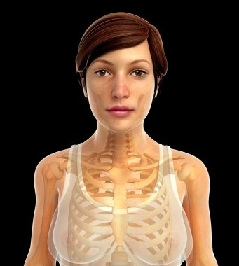 İnsan vücudu anatomisi