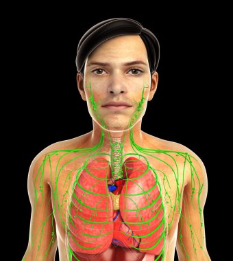 insan solunum sistemi