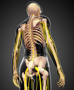 Erkek iskelet ve sinir sistemi sanat