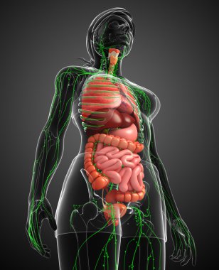 Lenfatik ve sindirim sistemi kadın bedeni sanat