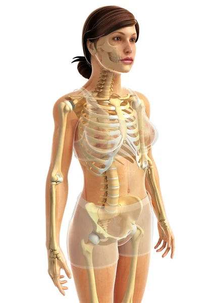 Human body anatomy — Stock Photo, Image