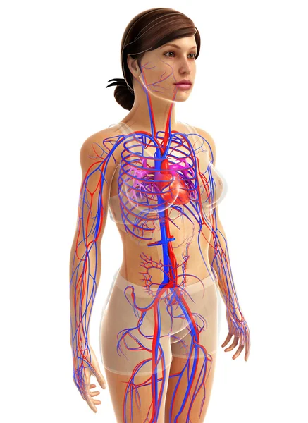 Anatomia del cuore femminile — Foto Stock