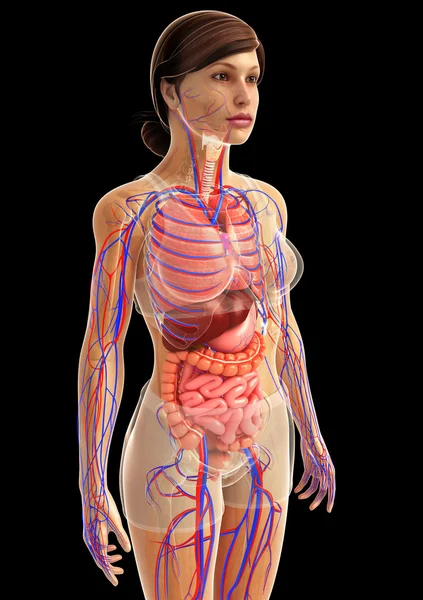 Sistema digestivo humano — Fotografia de Stock