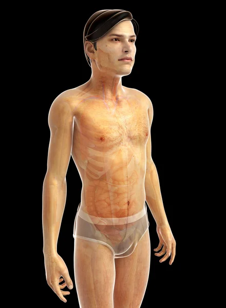 Anatomie van het menselijk lichaam — Stockfoto