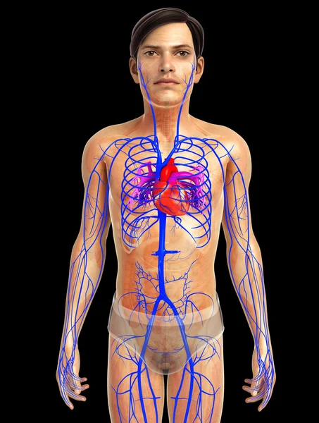 kadın kalp anatomisi