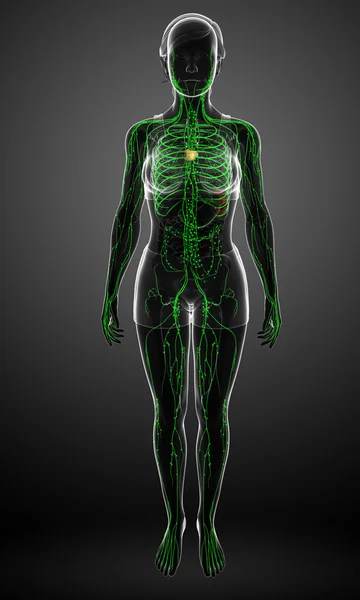 Lymphatic system of  female body — Stock Photo, Image