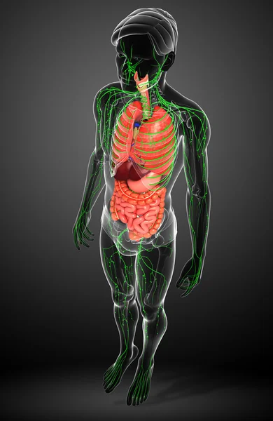 Lenfatik ve sindirim sistemi erkek vücut sanat
