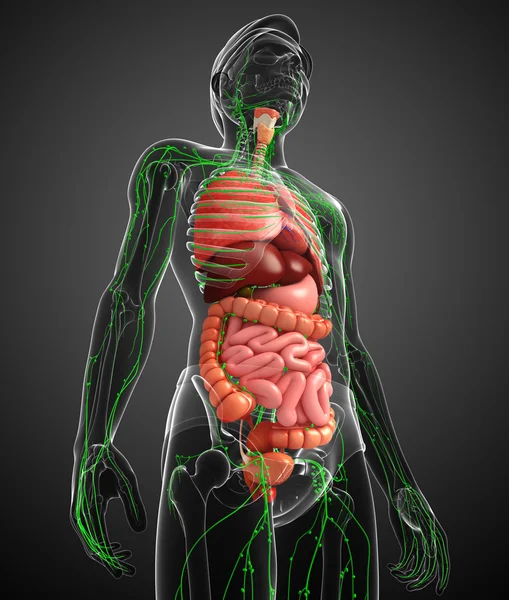 Système lymphatique et digestif des œuvres d'art du corps masculin — Photo