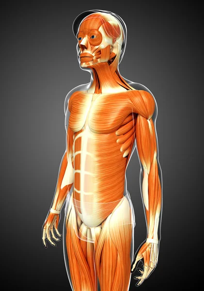 Anatomie van de mannelijke spieren — Stockfoto