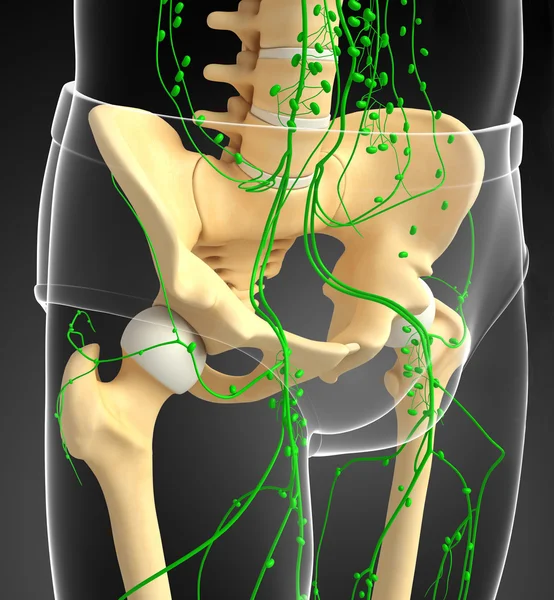 淋巴系统的人类骨盆骨架图稿 — 图库照片