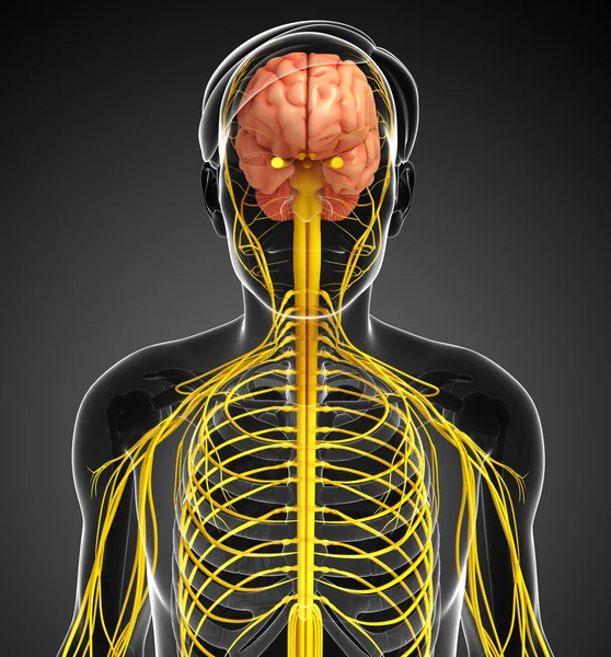 Kresby mužské nervový systém — Stock fotografie