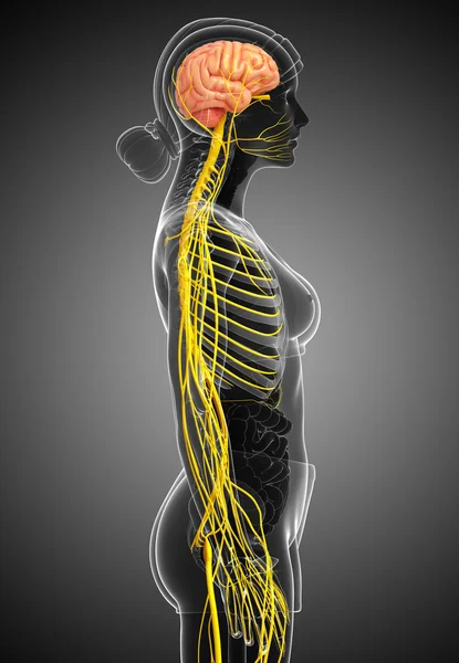 Female nervous system artwork — Stock Photo, Image