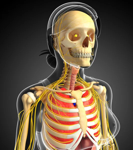 Γυναικείο σκελετό με το νευρικό και πεπτικό σύστημα έργο τέχνης — Φωτογραφία Αρχείου