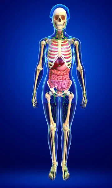 Lenfatik, iskelet ve sindirim sistemi kadın bedeni sanat
