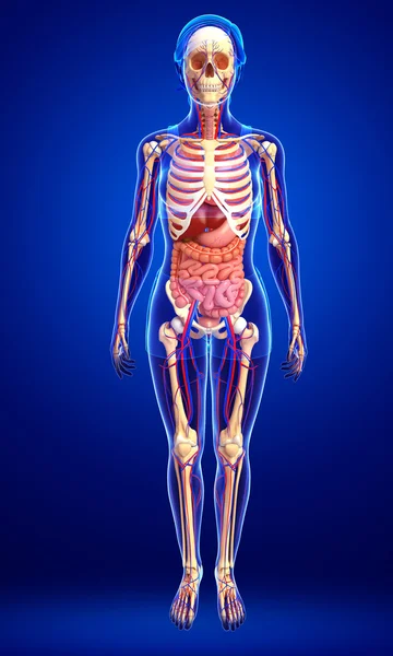 Female skeletal, digestive and circulatory system — Stock Photo, Image