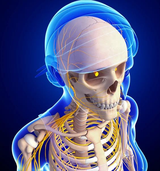 Sinir sistemi kadın kafa iskelet sanat