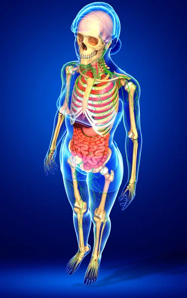 淋巴，骨骼及消化系统的女性身体的图稿 — 图库照片