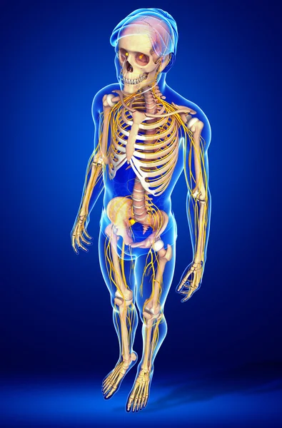 Nervous system of human skeleton artwork — Stock Photo, Image