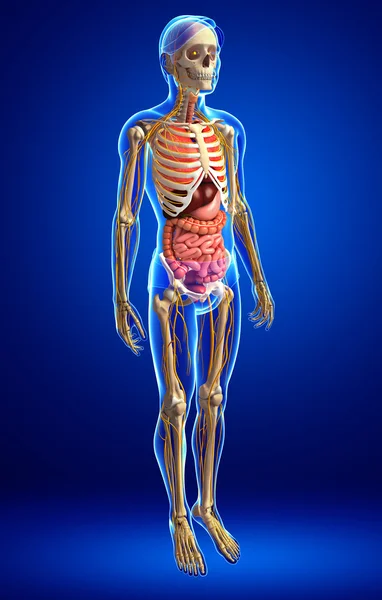 Erkek iskelet sinir ve sindirim sistemi resimler