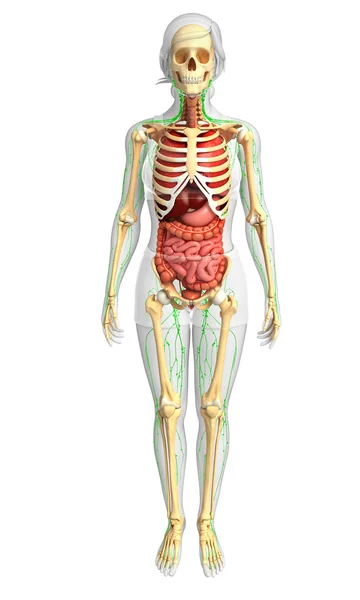 リンパ、骨格と芸術家の女性の身体の消化システム — ストック写真