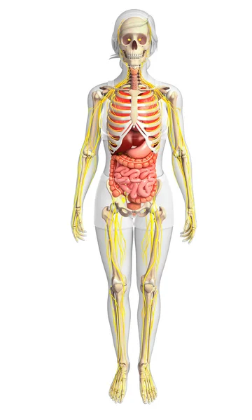 Female skeleton with nervous and digestive system artwork — Stock Photo, Image