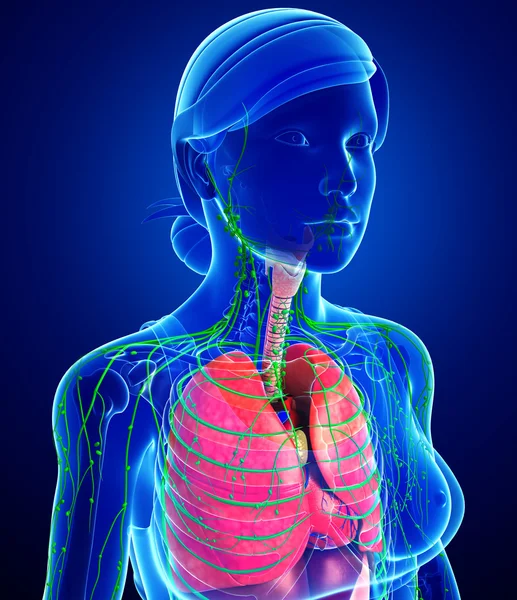 Lenfatik ve sindirim sistemi kadın bedeni sanat