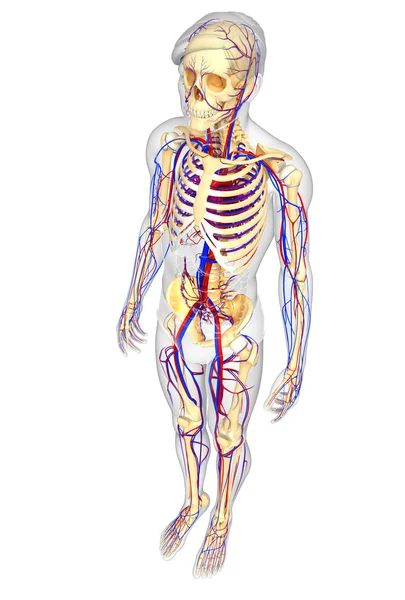 男性骨骼循环系统 — 图库照片