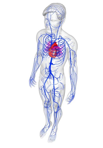 Anatomie ženského srdce — Stock fotografie
