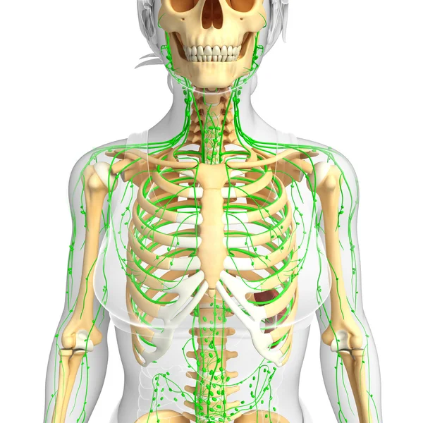 Lymphsystem des weiblichen Skeletts — Stockfoto