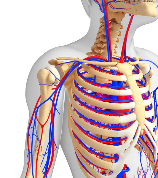 Système circulatoire squelettique masculin — Photo