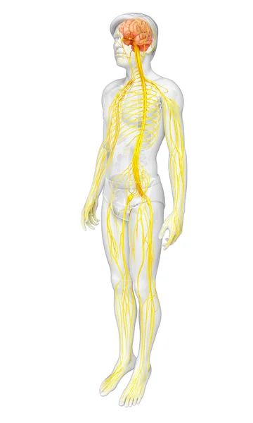 Manliga nervsystemet konstverk — Stockfoto