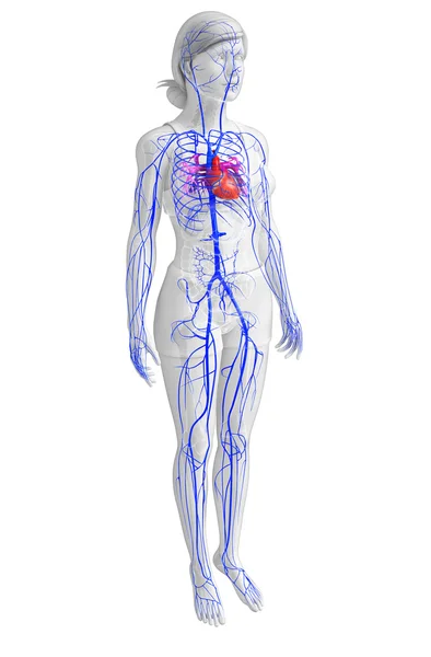 Vrouwelijke hart anatomie — Stockfoto