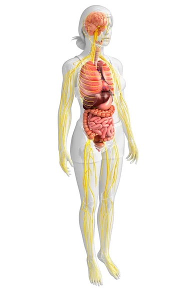 Cuerpo femenino de arte del sistema nervioso y digestivo —  Fotos de Stock