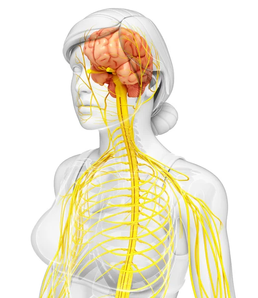 Female nervous system artwork — Stock Photo, Image