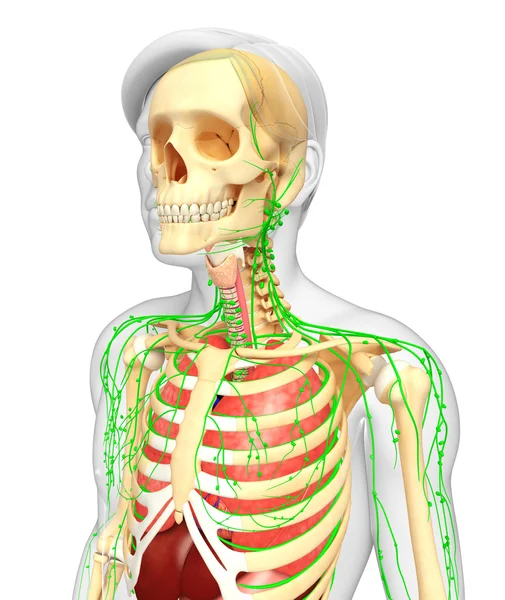 Lymphatic, skeletal and respiratory system of Male body artwork — Stock Photo, Image