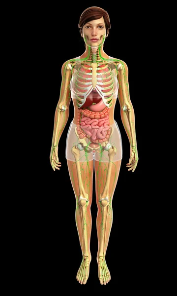 Sistema digestivo humano — Foto de Stock