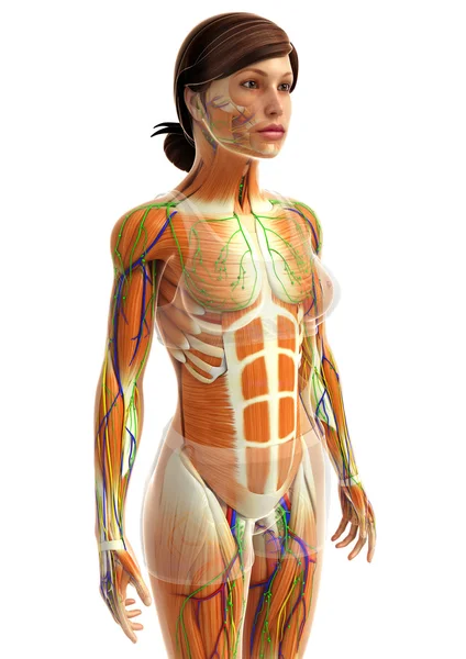 Anatomia dei muscoli femminili — Foto Stock