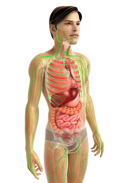 Sistema digestivo humano —  Fotos de Stock