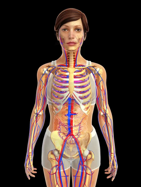 Anatomía del corazón femenino — Foto de Stock