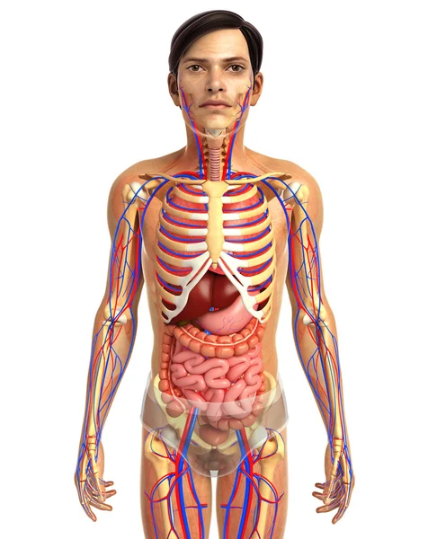 Ανθρώπινο πεπτικό σύστημα — Φωτογραφία Αρχείου