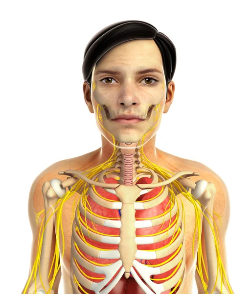 Sistema respiratorio humano — Foto de Stock