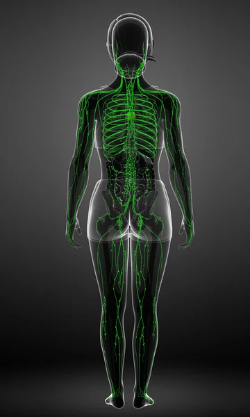 Lymphsystem des weiblichen Körpers — Stockfoto