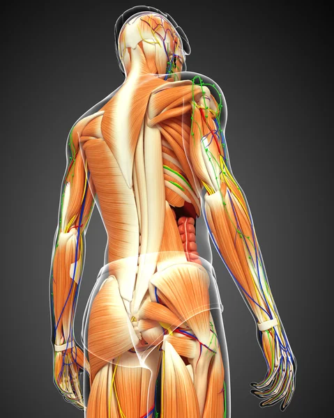 Male muscles anatomy — Stock Photo, Image