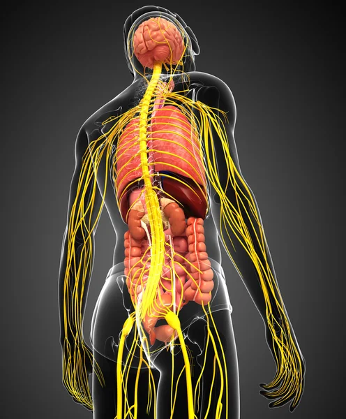 Cuerpo masculino de arte del sistema nervioso y digestivo —  Fotos de Stock