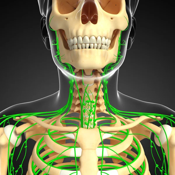 Lymphsystem des männlichen Skeletts — Stockfoto