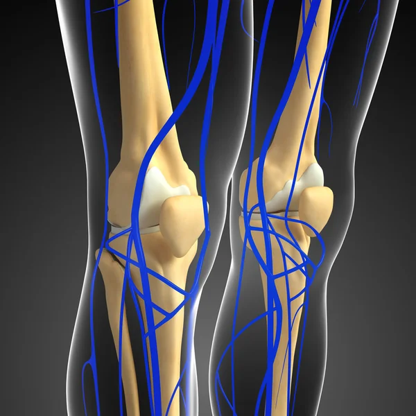 Human Knee Circulatory System — Stock Photo, Image