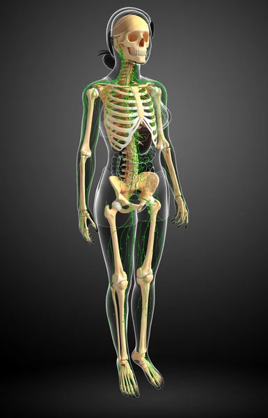 Lymphatic system of Female skeleton artwork — Stock Photo, Image
